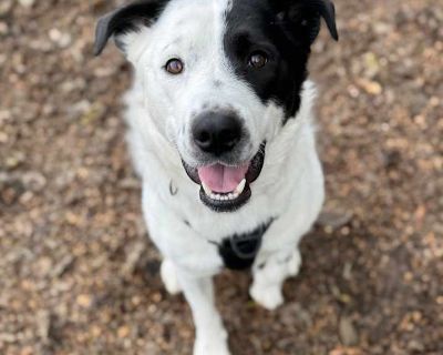 Adult. White. King is a happy, playful pup who lives up to his royal name with his incredible spirit! He loves his toys (especially his stuffies) and will proudly show them off before inviting you to a game of fetch (he s really good at it, too!). When playtime s over, King is all about the snuggles and truly believes he s a lap dog, no matter his size. He s food-motivated and already knows a f...