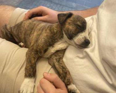 Clea - American Pit Bull Terrier/Beagle Mix Female Puppy for Adoption