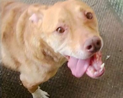 Larry and bandit - Mutt/Mutt Mix Male Dog for Adoption
