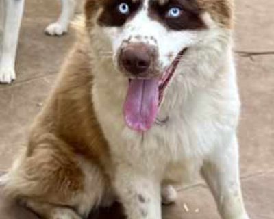 Panda - Australian Shepherd/Husky Mix Male Dog for Adoption