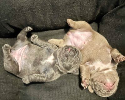 2 Female French Bulldog Puppies for Sale