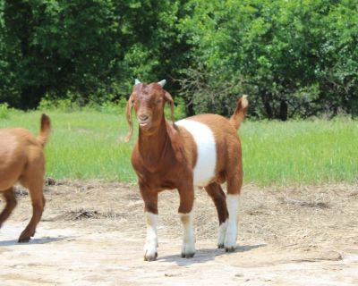 Registered Boer goats (24)
