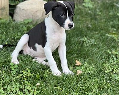 Tootsie - Boxer/Bulldog Mix Female Puppy for Adoption