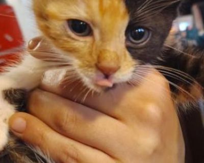 Craig's Kittens - Domestic Male & Female Kitten For Sale