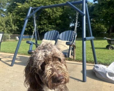 I am retired and my dog, Bernie and I live in the house. The house is close to the Rome, Georgia City Center, the Rome Braves, tennis center, three rivers, many restaurants and activities. It is a laid back environment and we invite you over to sit a spell.. 1 Bedroom. 1 Bathroom