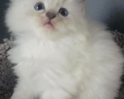 Ragdoll Kittens - Ragdoll Male & Female Cat For Sale