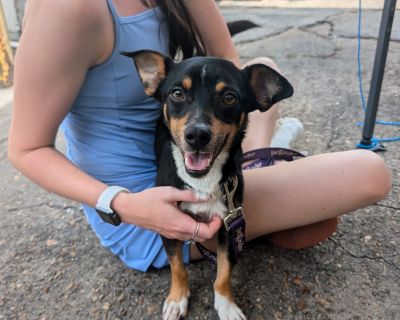 Graham - Dachshund & Chihuahua Mix Male Dog for Adoption