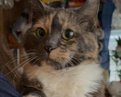 Lucille was rescued off the streets we believe her to be between one and two years old. She is super sweet. She likes other cats as well as small dogs. She s looking for a home to call her own. If you d like to consider Lucille, please click on the more about Cat Utopia button on this page and get an application in soon on this beautiful girl.. Characteristics Affectionate, Friendly, Loves, Pla...