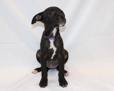 MARTINI - Labrador Retriever & Pit Bull Terrier Mix Female Puppy for Adoption