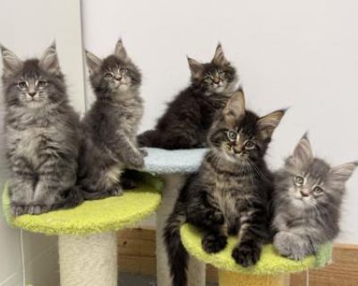 Males - Maine Coon Male Cat For Sale