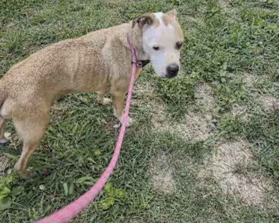 Zeus - American Staffordshire Terrier Male Dog for Adoption