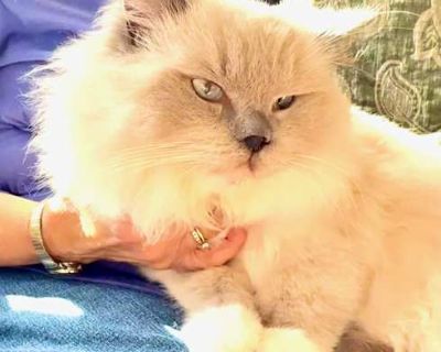 Blue Boy (and Jelly Roll) - Ragdoll Male Cat for Adoption