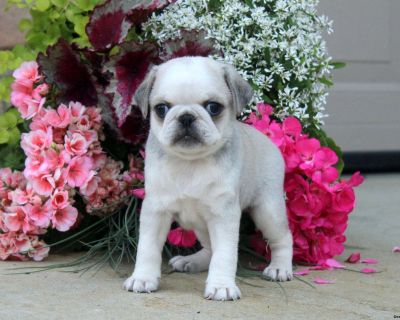 Drew - 6 Weeks Male Pug Puppy for Sale