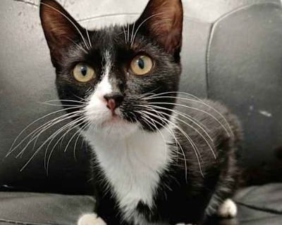 Good with kids Good with dogs Good with cats Shots current Spayed / Neutered. Breed Domestic Shorthair Color Age 6 months old, Young Sex Female Pet ID S-11871 Hair Length short