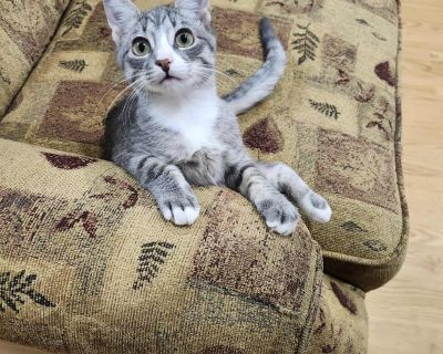 ? Meet Frankie The Gentle, Three-Legged Lovebug ? Introducing Frankie, a precious little tri-pawed sweetheart with the softest purrs and the biggest heart. This calm, cuddly kitten may have only three legs, but she has endless love to give. Frankie s favorite things in the world are cozy naps, gentle pets, and curling up close for snuggles. She s the kind of kitten who prefers quiet moments ove...