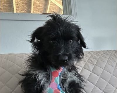Frank - Male Puppy Schnauzer / Shih Tzu for Adoption
