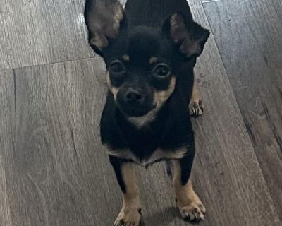 I am a playfule puppy with a lot of energy. I can be just a little shy at first but warm up quickly. That is probably because I was found wandering and am not sure of where I belong yet. I will be ready for adoption in December. Ready for a great pup? Adopt me!! A $75 non-refundable deposit is required to hold a puppy.. Characteristics Athletic, Playful Coat length Short Health Vaccinations up ...