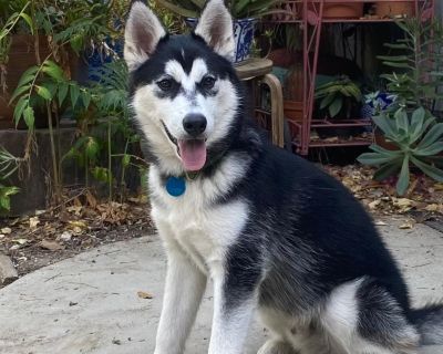 Dante - Husky Male Puppy for Adoption