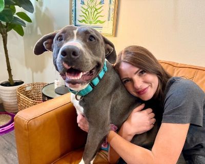 Princess Paloma the smiling cutie - Pit Bull Terrier Mix Female Dog for Adoption