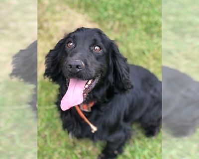 Max - Cocker Spaniel Male Adult Dog for Adoption