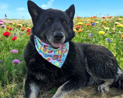 ROSIE GS - German Shepherd Dog Female Dog for Adoption