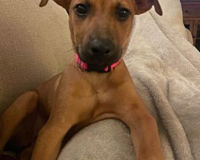 Margo - Labrador Retriever/Vizsla Mix Female Puppy for Adoption