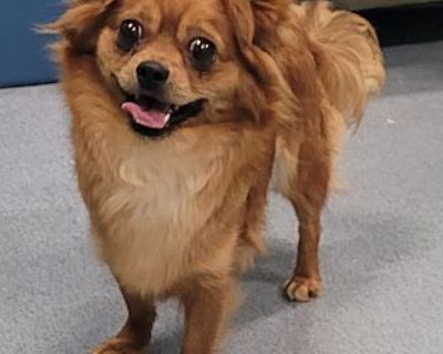 Camila! Cute Girl! - Chihuahua/Pomeranian Mix Female Dog for Adoption