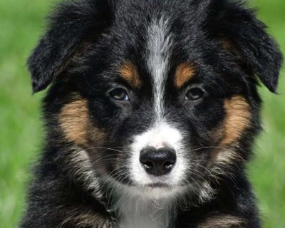 Meet Charlie, he will melt your heart with his cuteness, super sweet loving temperament and personality.. Gender: Male Sire: Jackson Dam: Sonya DOB: August 23rd, 2025 Age: 11 Weeks Available: Available Now Microchipped Vet Checked Vaccinated Dewormed Family Raised Socialized Kid-Friendly. Emery Miller