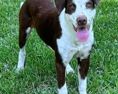 Kahlula - Cattle Dog Mix Female Dog for Adoption