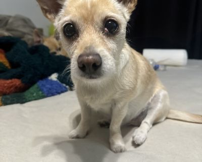 House-trained Yes Health Vaccinations up to date, spayed / neutered.. Adult Female Small Brown / Chocolate