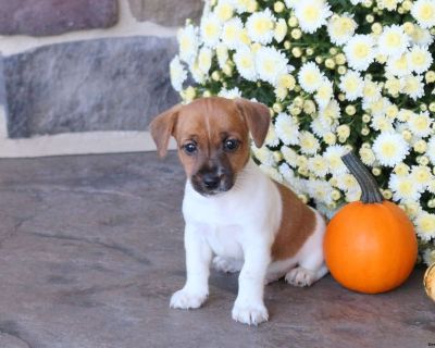 Elmo - 12 Weeks Male Jack Russell Terrier Puppy for Sale