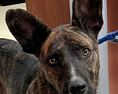 Dude - Basset Hound & Dutch Shepherd Mix Male Dog for Adoption