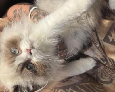 Stella - Persian Female Kitten For Sale