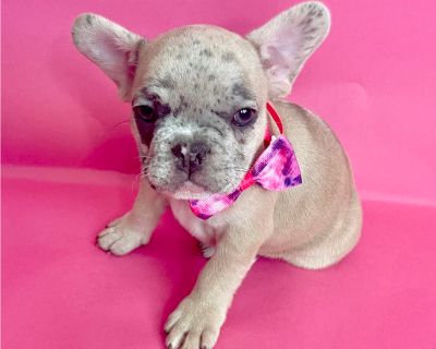 TINK - French Bulldog Female Puppy for Sale