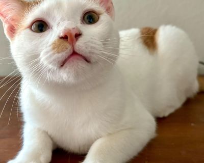 Meet Sage the Sweetest Little Gentleman Sage is a young male cat with a gentle spirit and the softest soul. He was found alone on the side of the road, scared and timid, but with time and love he has completely come out of his shell. Today, Sage is incredibly sweet, affectionate, and dainty in the most endearing way. He gets along wonderfully with other cats, shows no aggression, and doesn t hi...