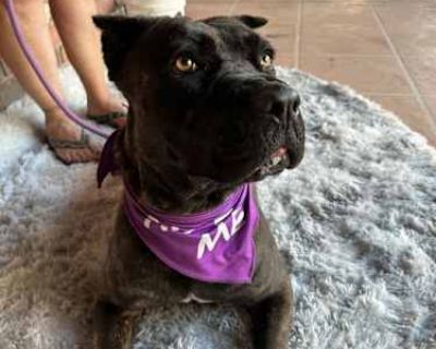 Nike - Cane Corso Female Dog for Adoption