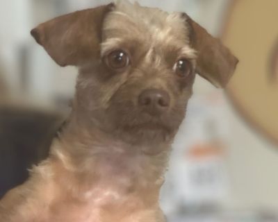 Ginger - Yorkshire Terrier & Chihuahua Mix Female Dog for Adoption