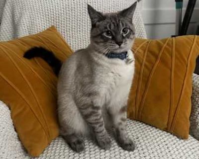 Toby - American Shorthair Male Cat for Adoption