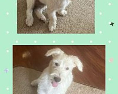 LIAM 7 MONTH SCHNAUZER - Schnauzer (Miniature) Male Puppy for Adoption