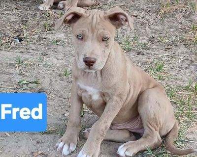 Fred - Pit Bull Terrier Mix Male Puppy for Adoption