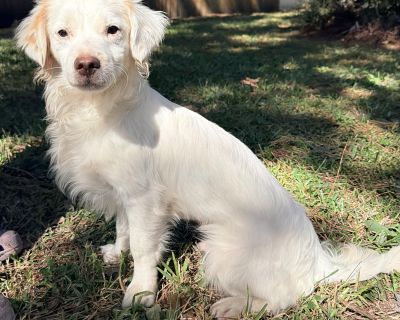Meet Tontin, an adorable 9-month-old Maltese/Shih Tzu mix with a bright, loving personality and a playful spirit. Born on February 10, 2025, this sweet boy is neutered, up to date on vaccines, and on regular heartworm prevention. Tontin is great with men, women, and children, and he gets along wonderfully with other dogs. He hasn t been around cats yet, but his friendly nature suggests he may a...