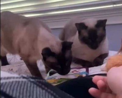 Dax and Sisko - Siamese Male Cat for Adoption