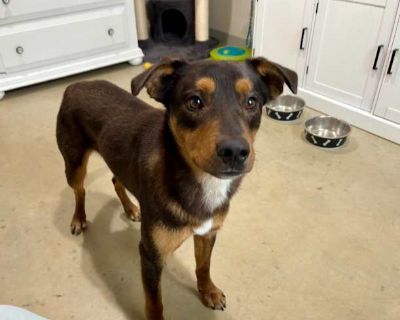 Merlin - Doberman Pinscher/Labrador Retriever Mix Male Dog for Adoption