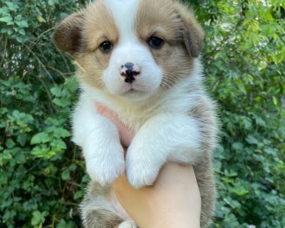 2 Male and 1 Female Pembroke Welsh Corgi Puppies for Sale