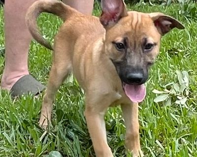 Emerson - Belgian Shepherd / Malinois & German Shepherd Dog Mix Female Puppy for Adoption