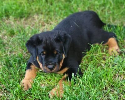 3 Male and 1 Female Rottweiler Puppies for Sale