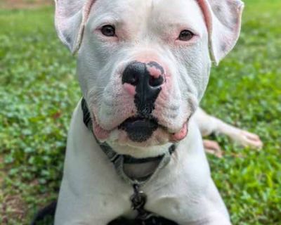 Tommy - American Bulldog/Mixed Breed (Medium) Mix Male Dog for Adoption