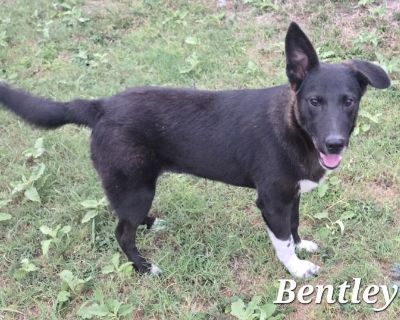 Meet the one and only Bentley, a bundle of joy with a heart as big as his playful spirit! This little guy is an inquisitive pup who loves to explore and is always up for a good time. With a curious mind and a gentle soul, he approaches life with enthusiasm and a unique perspective. Bentley is a true people-person, oozing affection and loyalty, and will be your shadow, plus a constant source of ...
