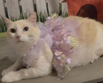 Scarlet is a beautiful, flame point Siamese mix that is a little (or big rather) old lady. She is approximately 9 years old but hasn t had the best of life. Scarlet gave birth to some beautiful kittens 8 years ago Unfortunately, the finder could not find homes for them or for Scarlet, so she kept all of them. While she has done the best she can, she has reached out to us for help. Scarlet gets ...