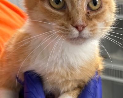 Sunny - Domestic Short Hair Mix Female Cat for Adoption